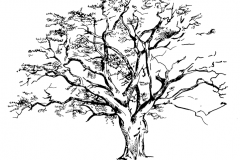 ElmTree